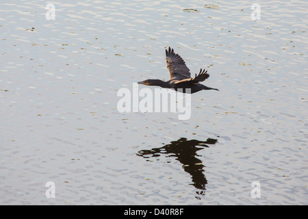 Anhinga avec ombre sur l'eau battant dans la laitue Lake Regional Park à Hillsborough County Florida Banque D'Images