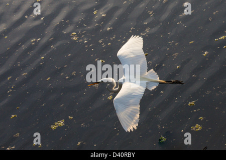 Grande Aigrette américaine ou voler dans le Parc régional du lac de laitue à Hillsborough County Florida Banque D'Images