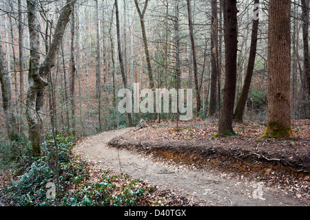 Sentier à Moore Cove Falls - Pisgah Forest National - près de Brevard, North Carolina USA Banque D'Images