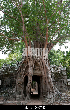 Strangler Fig Tree. Gopura oriental (porte d'entrée). Ta Som temple. Angkor. Cambodge Banque D'Images