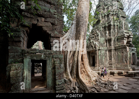 Ta Prohm temple. Angkor. Cambodge Banque D'Images