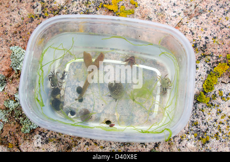 L'ermite, crabes, bigorneaux, et les algues recueillies sur un voyage en biologie marine dans l'Acadia National Park, Maine. Banque D'Images