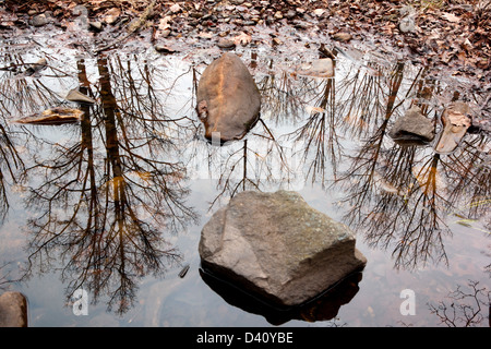 Réflexions - arbre Pisgah Forest National - près de Brevard, North Carolina USA Banque D'Images