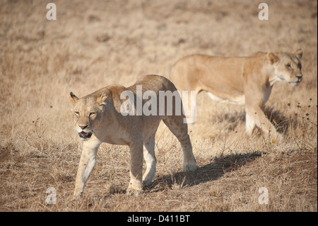 Lions de Tsavo Banque D'Images