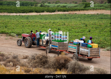 Les travailleurs agricoles arrivent dans les champs de tomates sur le tracteur et remorque à Montagu Western Cape Afrique du Sud Banque D'Images