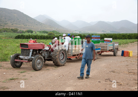 Les travailleurs agricoles arrivent dans les champs de tomates sur le tracteur et remorque à Montagu Western Cape Afrique du Sud Banque D'Images