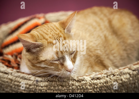 Rouge short-haired cat dort avec confort sur le lit Banque D'Images