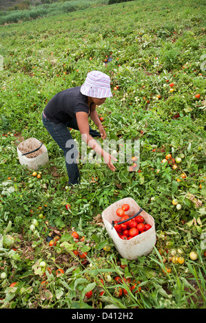 Jeune femme africaine noire tomates cueillette à la ferme de Montagu, Western Cape AFRIQUE DU SUD Les tomates séchées au soleil sera pour l'exportation Banque D'Images