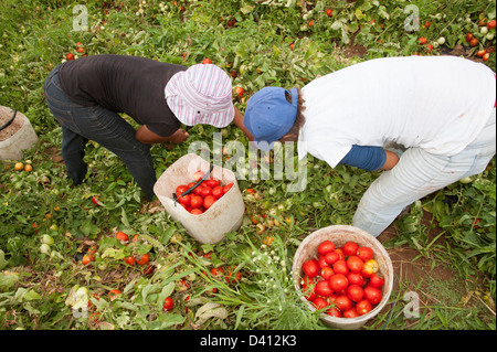 Les jeunes femmes africaines noires tomates cueillette à la ferme de Montagu, Western Cape AFRIQUE DU SUD Les tomates séchées au soleil sera pour l'exportation Banque D'Images