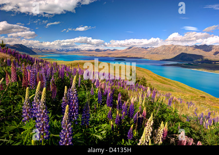 Lupins doux sur la crête du mont John près de Lake Tekapo, Nouvelle-Zélande Banque D'Images