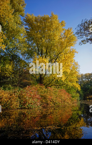 Lac dans le Tiergarten en automne, Berlin Centre Berlin, Allemagne Banque D'Images