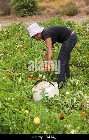 Jeune femme africaine noire tomates cueillette à la ferme de Montagu, Western Cape AFRIQUE DU SUD Les tomates séchées au soleil sera pour l'exportation Banque D'Images