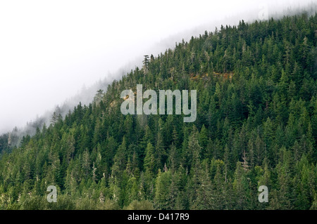 La brume survole la forêt ancienne de la cime des arbres sur une montagne au-dessus de la ville de Bella Coola, la forêt pluviale de Great Bear, en Colombie-Britannique, Canada. Banque D'Images