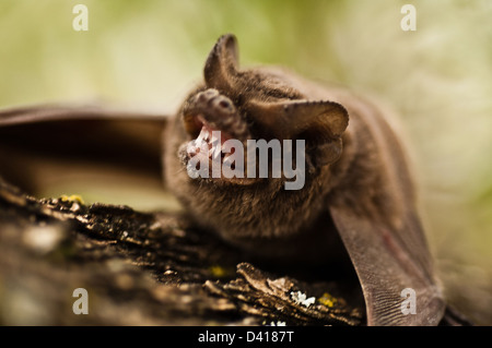 Un Mexicain gratuitement tuberculata (Tadarida brasiliensis) grondant et montrant ses dents Banque D'Images