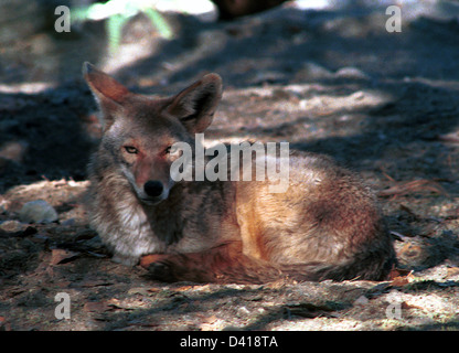 Coyote reste à l'ombre de chaleur du désert, Canis latrans, loup des prairies nord-américaines, aboiements de chien, Banque D'Images