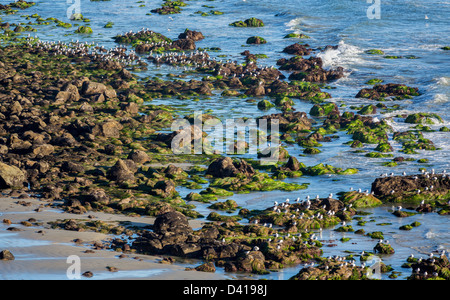 De nombreux oiseaux marins sur des roches couvertes d'algues par ocean sur El Matador State Beach Malibu en Californie Banque D'Images