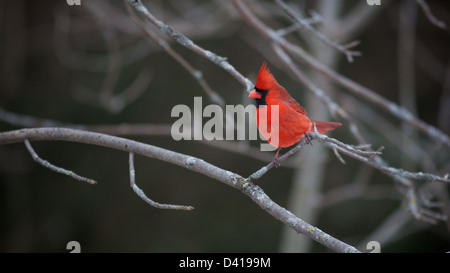 Le Cardinal rouge mâle est perché sur une branche Banque D'Images