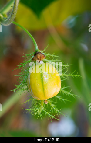 Passiflora Foetida . La passiflore puant fruits / boîtier de semences en Inde Banque D'Images