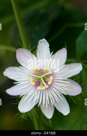 Passiflora Foetida . La passiflore puant en Inde Banque D'Images