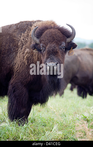 Bison des plaines d'élevage, de l'Alberta, Canada Banque D'Images