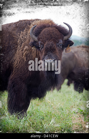 Bison des plaines d'élevage, de l'Alberta, Canada Banque D'Images