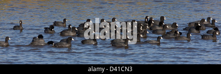 Grand groupe de Foulque d'Amérique (Fulica americana) sur le lagon, la baie d'Eureka, Californie, États-Unis Banque D'Images