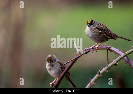 Golden-Crowned (Zonotrichia atricapilla) immatures et adultes Banque D'Images