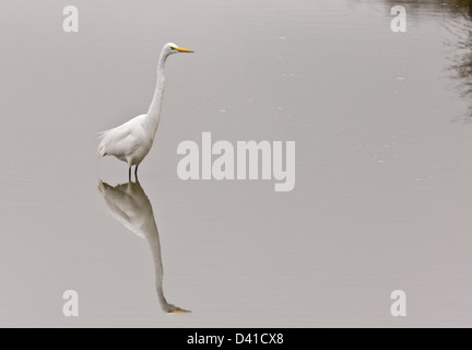 Grande Aigrette (Ardea alba) debout dans l'eau, en Californie, USA Banque D'Images