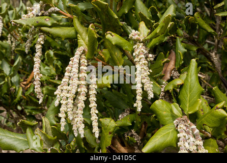 Chatons mâles de Côte-soie tassel (Garrya elliptica) close-up, California, USA Banque D'Images