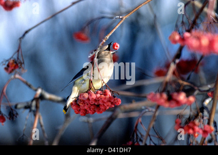 Jaseur manger mountain ash berry Banque D'Images