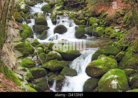 Dans la forêt d'eau, cascades et de pierres couvertes de mousse verte Banque D'Images