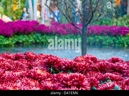 Saison d'automne en véranda de l'hôtel Bellagio & Botanical Gardens Banque D'Images