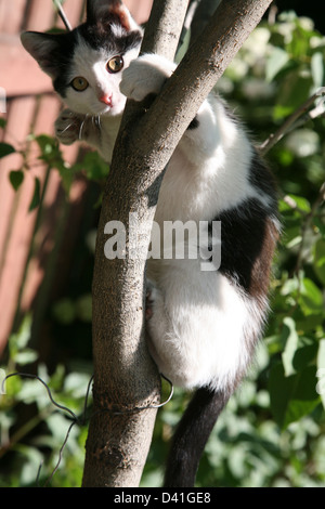 Un petit chaton dans un arbre, à la recherche de matin dans le jardin d'été Banque D'Images