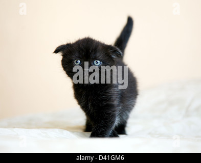 Scottish Fold chaton noir Banque D'Images