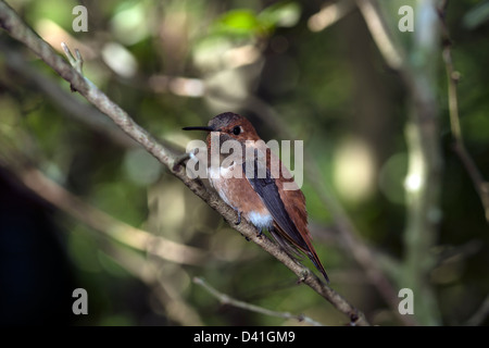 (Le colibri Selasphorus rufus) perché dans l'arbre dans le sud de la Floride Banque D'Images