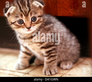 Scottish Fold chaton rayé Banque D'Images