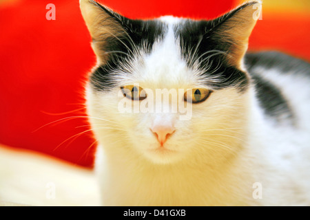 Chat yeux jaune Banque D'Images