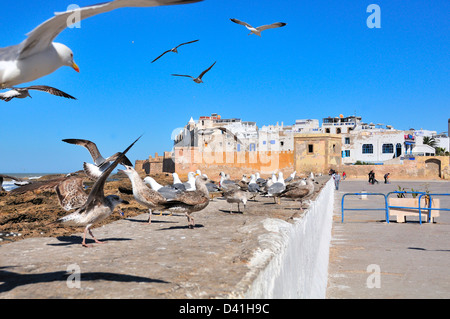 Troupeau de mouettes planant et se tenant sur le mur de la mer sur la côte atlantique d'Essaouira, au Maroc Banque D'Images