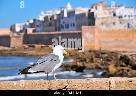 Mouette debout sur le mur de la mer avec Essaouira, Maroc, et ses remparts de la ville du 16ème-c Maroc hors de point en arrière-plan Banque D'Images