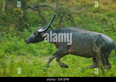 Buffalo Wild on the run, le parc national de Kaziranga, Inde. Banque D'Images