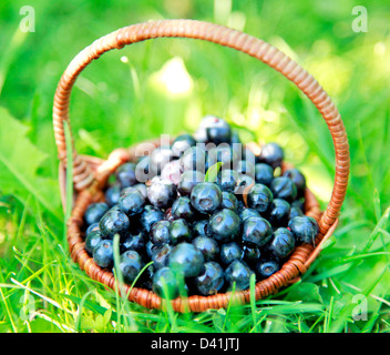 Panier en osier bambou plein de bleuets dans la forêt ensoleillée Banque D'Images