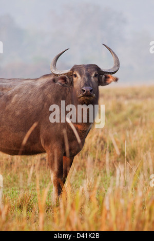 Buffle sauvage dans les marais, le parc national de Kaziranga, Inde. Banque D'Images