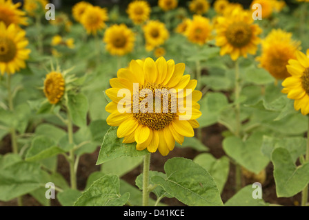 La floraison du tournesol dans un jardin Banque D'Images