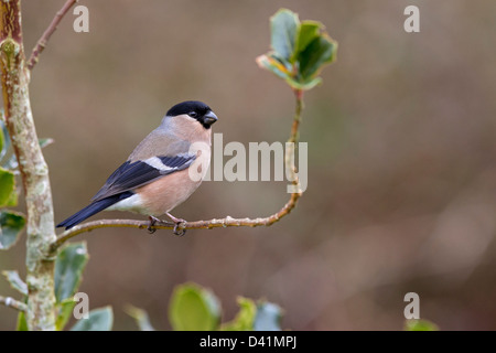 Bouvreuil femelle Banque D'Images