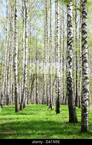 Birch Grove sous le soleil de printemps Banque D'Images