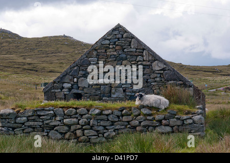 Un mouton qui met sur un mur en pierre sèche dans l'île de Lewis, Hébrides extérieures. Banque D'Images