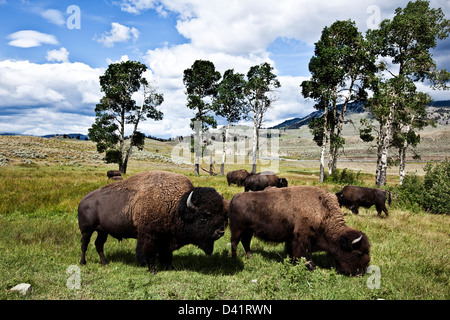 Bisons paissant sur route dans la vallée de Lamar, Yellowstone National Park Banque D'Images