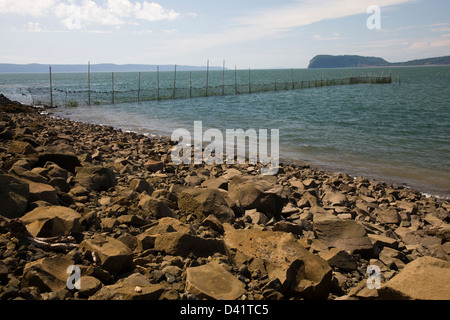 Le barrage à poissons, un filet de pêche en spirale, à l'île Partridge près de Parrsboro, en Nouvelle-Écosse Banque D'Images