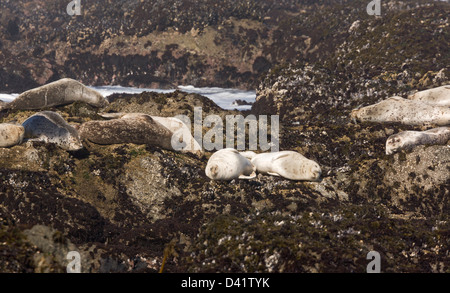 Le phoque commun du Pacifique / Harbour Seal /Common, Phoca vitulina richardsi sur rocky North California coast à MacKerricher Banque D'Images