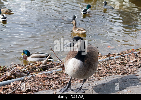 Berlin, Allemagne, une bernache du Canada et canards au lac de Tegel Banque D'Images